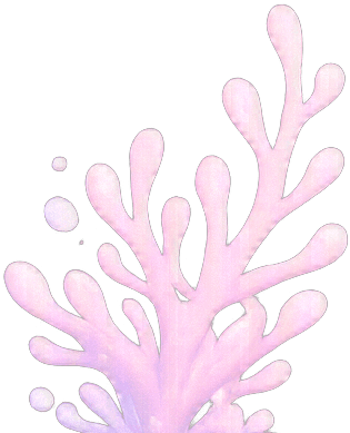 Coral seabed right
